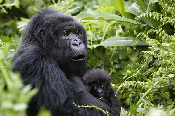 4 Day Luxury Gorilla Trek & Lake Bunyonyi