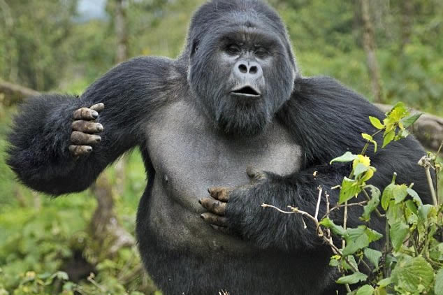 8 Day Luxury Gorilla Safari from Kigali