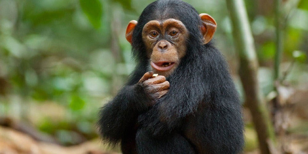 3 Days Chimpanzee Tracking in Uganda