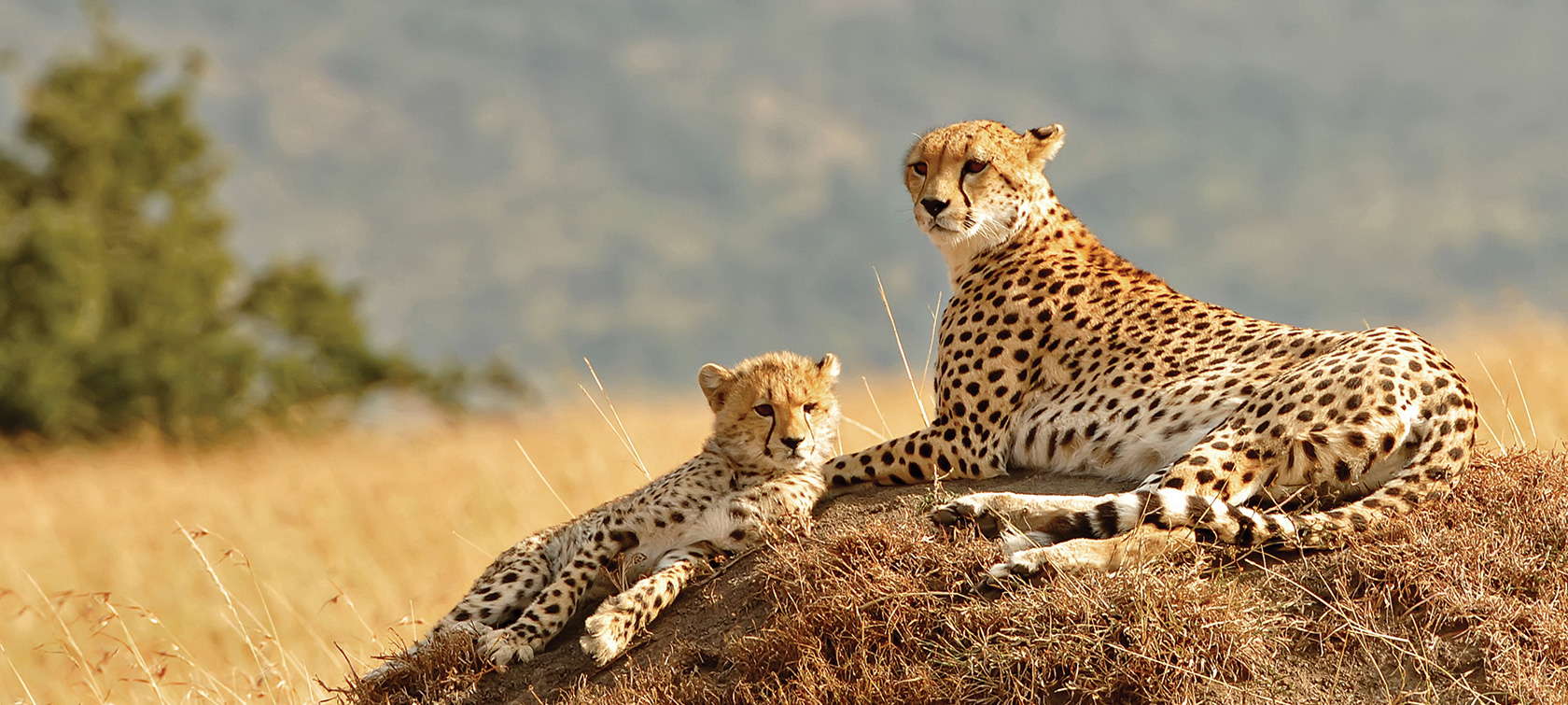 5 days Kenya Cheetah Safari Tour