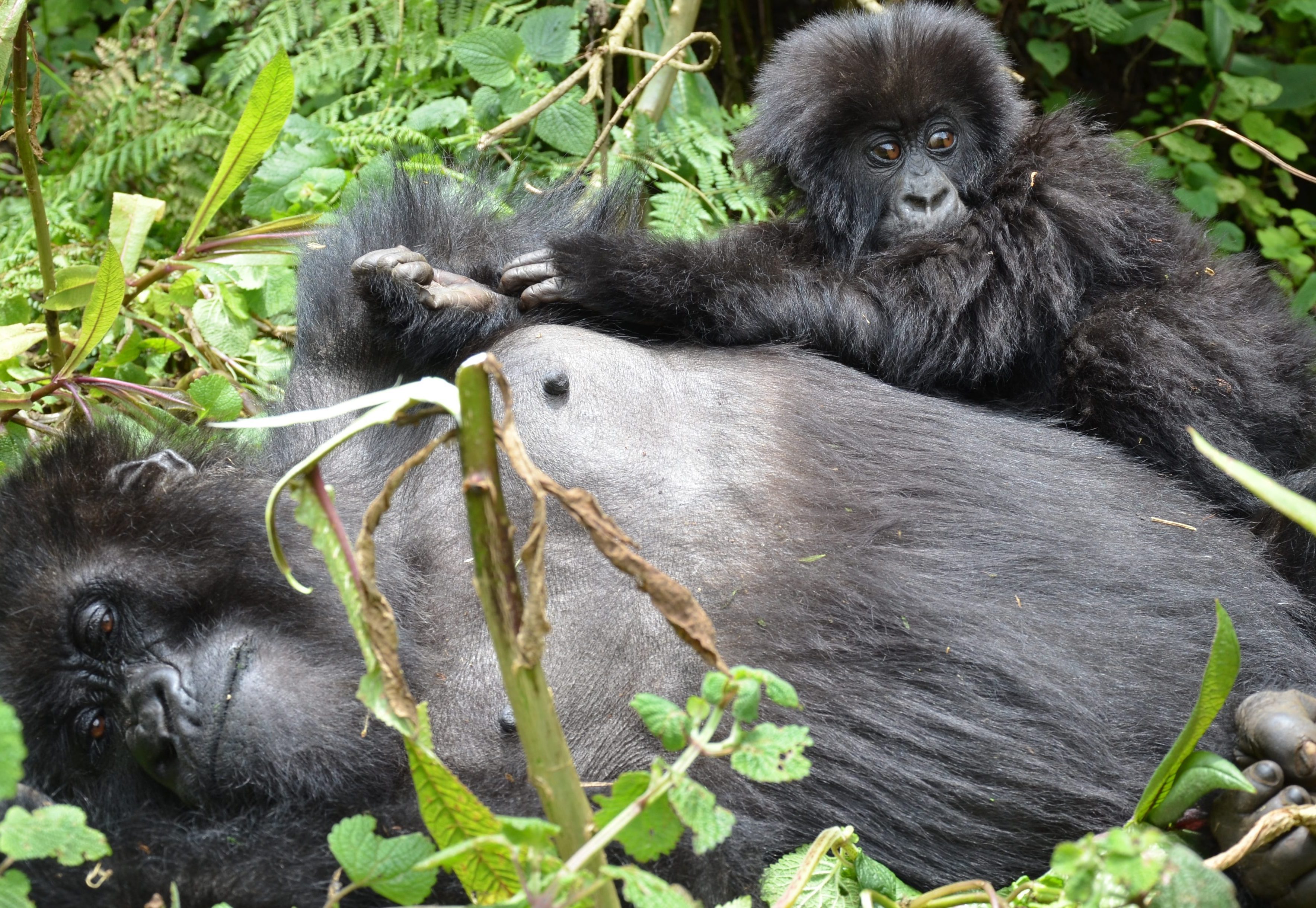 Gorilla Tours, Gorilla Trekking Safety and Security in Uganda